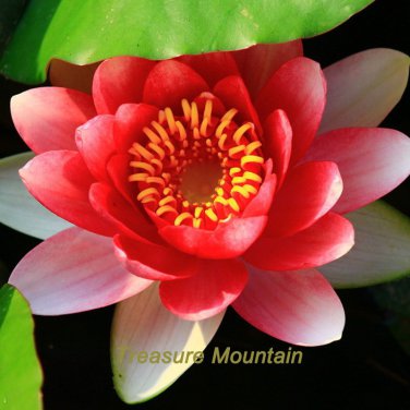 1 seeds / pack, 'Bride' Red Lotus Flower Water Lily Flower Aquatic Plants DIY