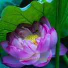 1 seeds / pack, 'Bathing Beauty' Pink Lotus Flower Water Lily Flower Aquatic Plants DIY