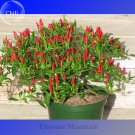 Heirloom Thai Sun Hot Pepper Capsicum annuum Ornamental Chili Seeds 100 Seeds