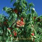 1 Professional Pack, 1 seed / pack, Erly Red Sweet Peach Fruit Seeds