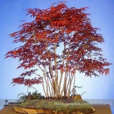 Heirloom Chinese Xiangshan Red Maple Tree Bonsai Seeds 20 Seeds