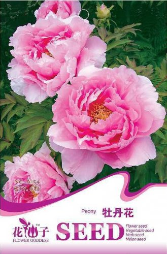 6 seeds Pink Chinese Luoyang Peony Mudan Seeds