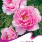 6 seeds Pink Chinese Luoyang Peony Mudan Seeds