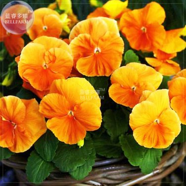 BELLFARM Pansy Orange Perenial Flower Seeds, 30 seeds,