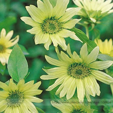 Green Jade Ornamental Sunflower Hybrid Seeds, Professional Pack, 15 Seeds