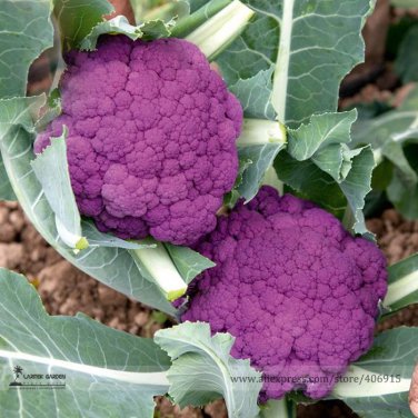 Graffiti Dark Purple Cauliflower Hybrid Brassica Oleracea 50 Seeds