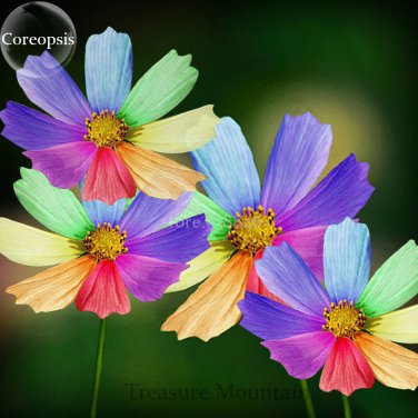 Amazing Rainbow Coreopsis Cosmos Seeds,