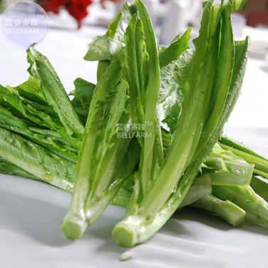 BELLFARM Romaine Lettuce (Lactuca L. var. longifolia) Vegetable Seeds, 200 seeds