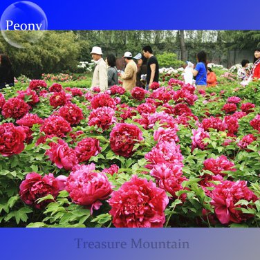 Genuine Heirloow Giant Dark Red Peony Double Flowers dazzling