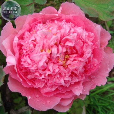 Rose Pink Peony Shrub Flowers Seeds 4-layer outer petals big ball inner centre