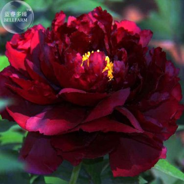 Blackish Red Peony Plant Flower Seeds 11-layer petals big blooms