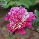 Peony Short Purple Petals Big Ball Centre Flower Seeds