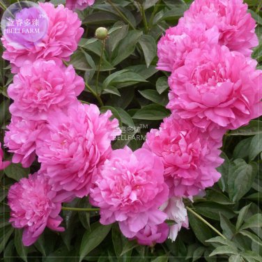 Peony Fully Pink Big Blooms Tree New Seeds compact home garden flowers