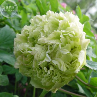 Peony Purple European Rose-typed Flower Seeds  big blooms light fragrant