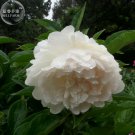 Peony Purely White 'New Brige' Flower Seeds big blooms