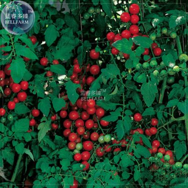 Sweetie Tomato Cherry Fruit Seeds
