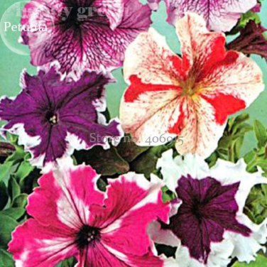 Rare Colorful Wrinkleds, attracting butterfly balcony planting
