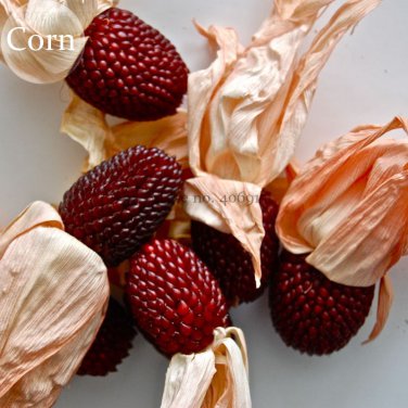 Heirloom Red Popping Corn, 8 seeds, strawberry corn