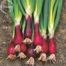Spring Onion with Red Beard Seeds, 30 seeds,