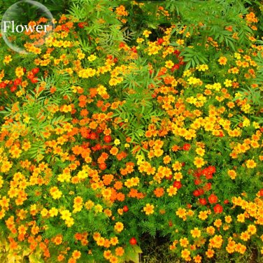 Tagetes tenuifolia Signet Marigold Gem Mixed, 100 seeds