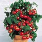 Heirloom Tiny Tim Dwarf Tomato Bonsai Fruits, 30 Seeds