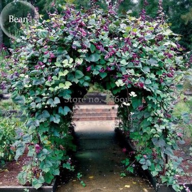 Ruby Moon Red Hyacinth Bean Seeds, 8 Seeds,