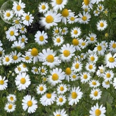 BELLFARM Chamomile German Herbals Flowers Chrysanthemum, 20PCS
