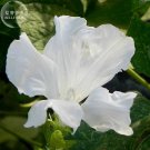 White Hige Morning Glory, 50 seeds,