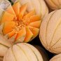 BELLFARM Rare Seeds Golden Honey Melon (Cucumis melo) 10 Seeds