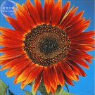 Evening Sun Sunflower 20 seeds