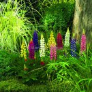 Heirloom Wild Lupine Flowers Mixed Pink White Yellow Red Purple Dark Red colors, 20 Seeds