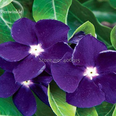 Rare Beautiful Purple Periwinkle Vinca major Flower, 10 Seeds