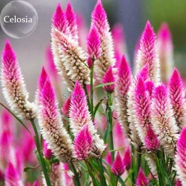 Rare Beautiful White Pink Celosia Spicata Woolflower, 50 Seeds,