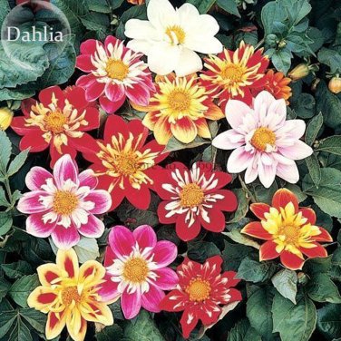Mixed Colorful Dwarf Dahlia Perennial Bonsai Flowers, 50 seeds
