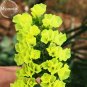 Yellow Perennial Sea Lavender Brilliant Enchanting Limonium, 30 Seeds