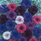 Polka Dot Mix Cornflower, 100 seeds, Annual Corn Flower