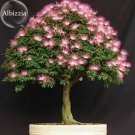 Silk Floss Tree Albizzia Julibrissin Bonsai Nemu Tree, 10 Seed