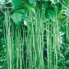 40 inch Super Long Green Cowpea Organic Vegetables, 20 seeds