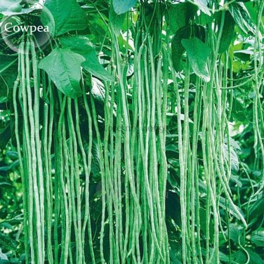 40 inch Super Long Green Cowpea Organic Vegetables, 20 seeds