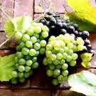 Mixed Grape Vitis Vinifera Vine Delicious Fresh Fruit, 15 seeds