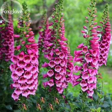 Purple Foxglove Flowers, 100 Seeds