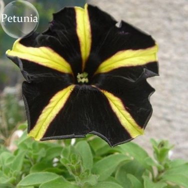 Black Yellow Playmates Petunia Annual Flowers, 100 seed