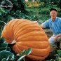 Giant Atlantic Dills Pumpkin, 4 Seeds,