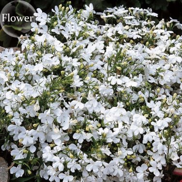 Compact 'White Lady' Lobelia, 30 seeds