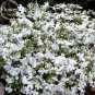 Compact 'White Lady' Lobelia, 30 seeds