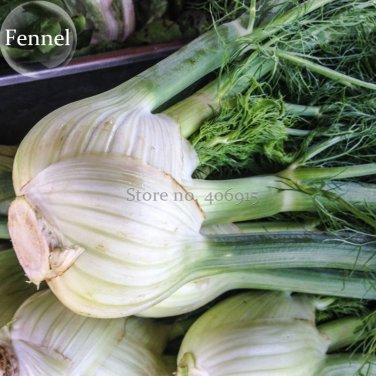 Organic Spherical Fennel Herbal Vegetables, 30 seeds