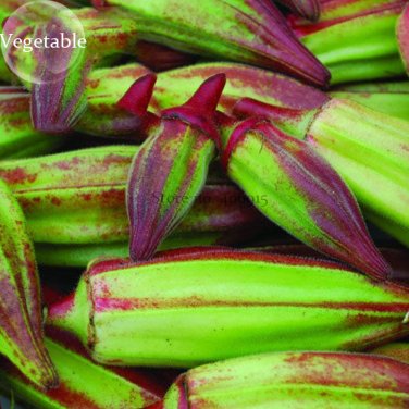 Rare Hill Country Green Okra with red stripe herb vegetables, 20 seed