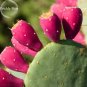 Rare Green Cactus with red flowers Prickly Pear Succulent Plants, 10 Seed