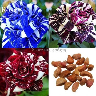 Rare Mixed 3 Types of Heirloom Rose Shrubs, 50 Seed