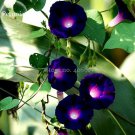 Heirloom Dark Blue Morning Glory with bright eyes Climbing Flowers, 30 Seed